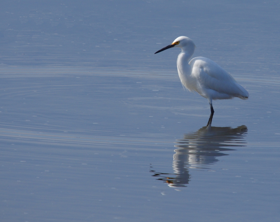 Snowy Egret by Richard Busch