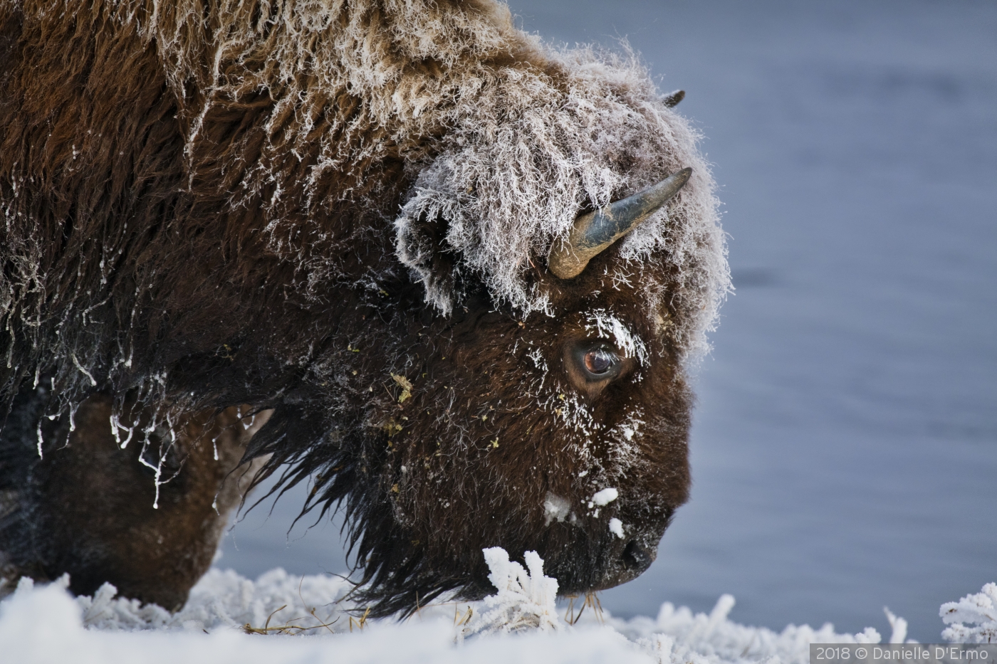 Snowy Eyelashes Bison by Danielle D'Ermo