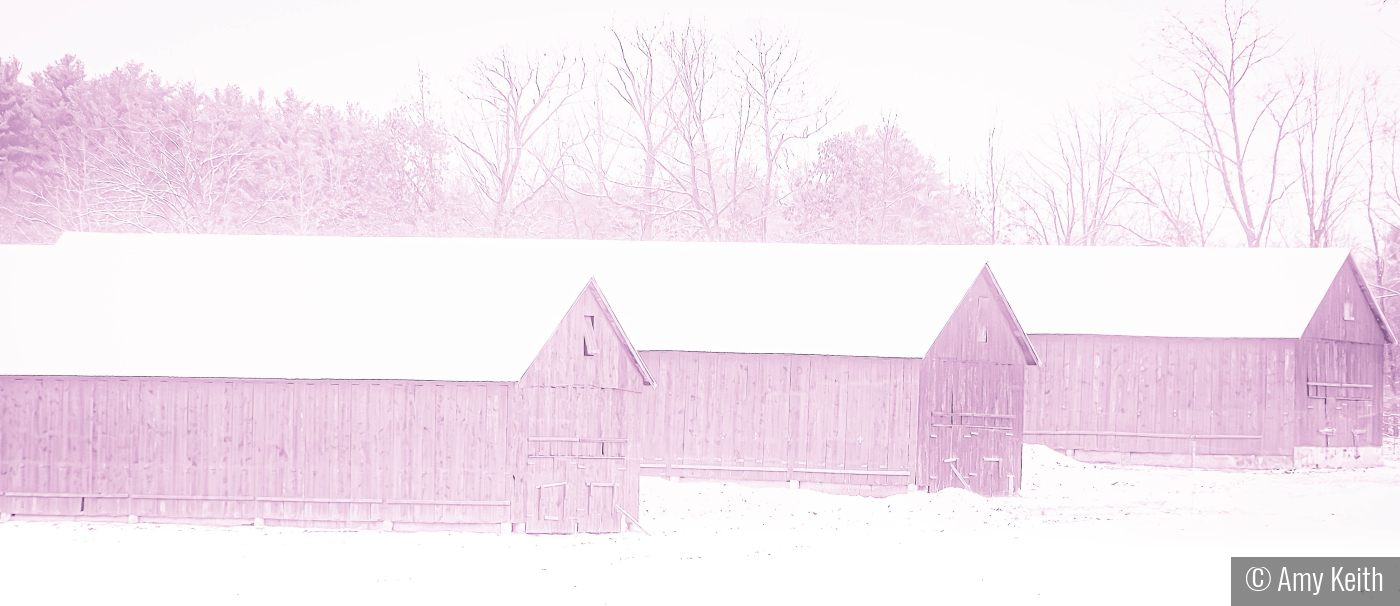 Snowy morning on the Farm by Amy Keith