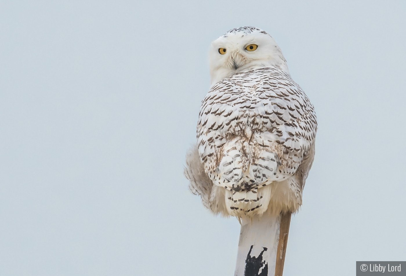 Snowy on High by Libby Lord