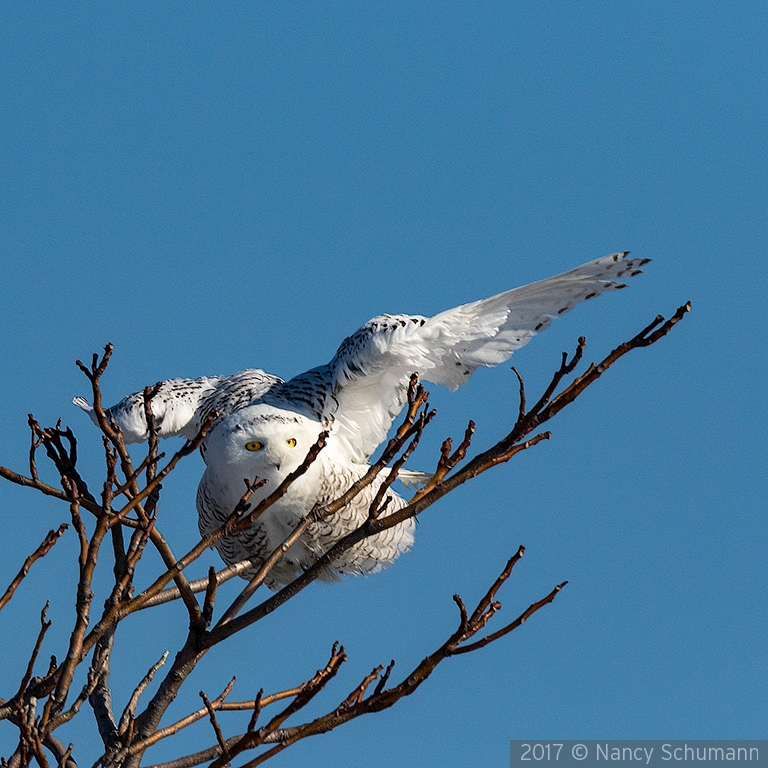 Snowy Owl landing in tree by Nancy Schumann