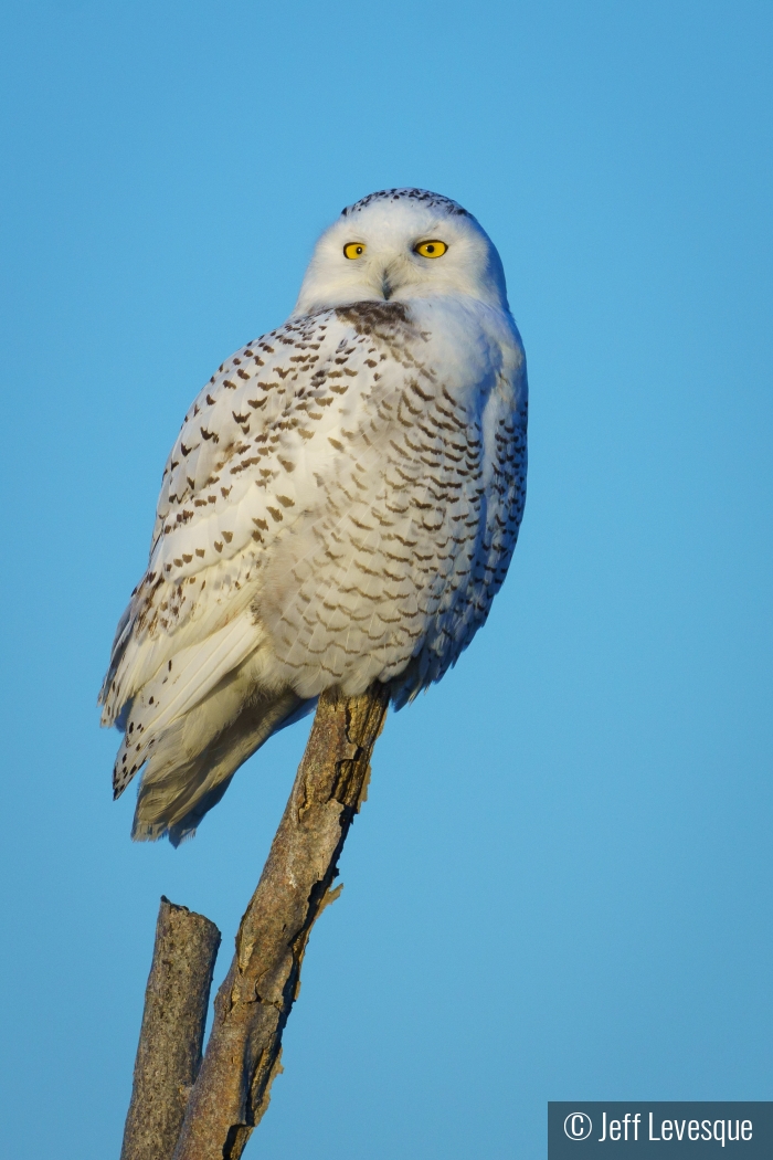 Snowy Owl's Gaze by Jeff Levesque