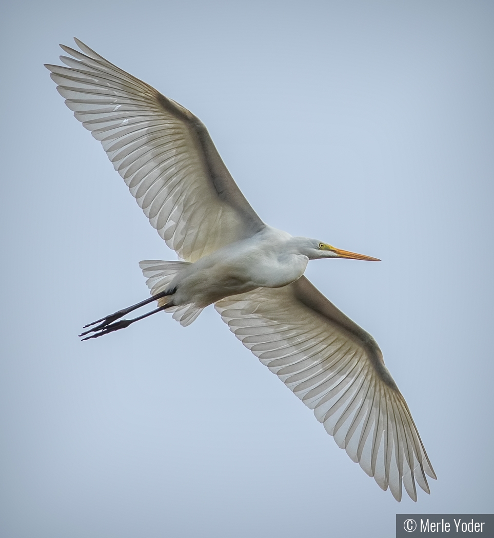 Soaring Great Egret by Merle Yoder