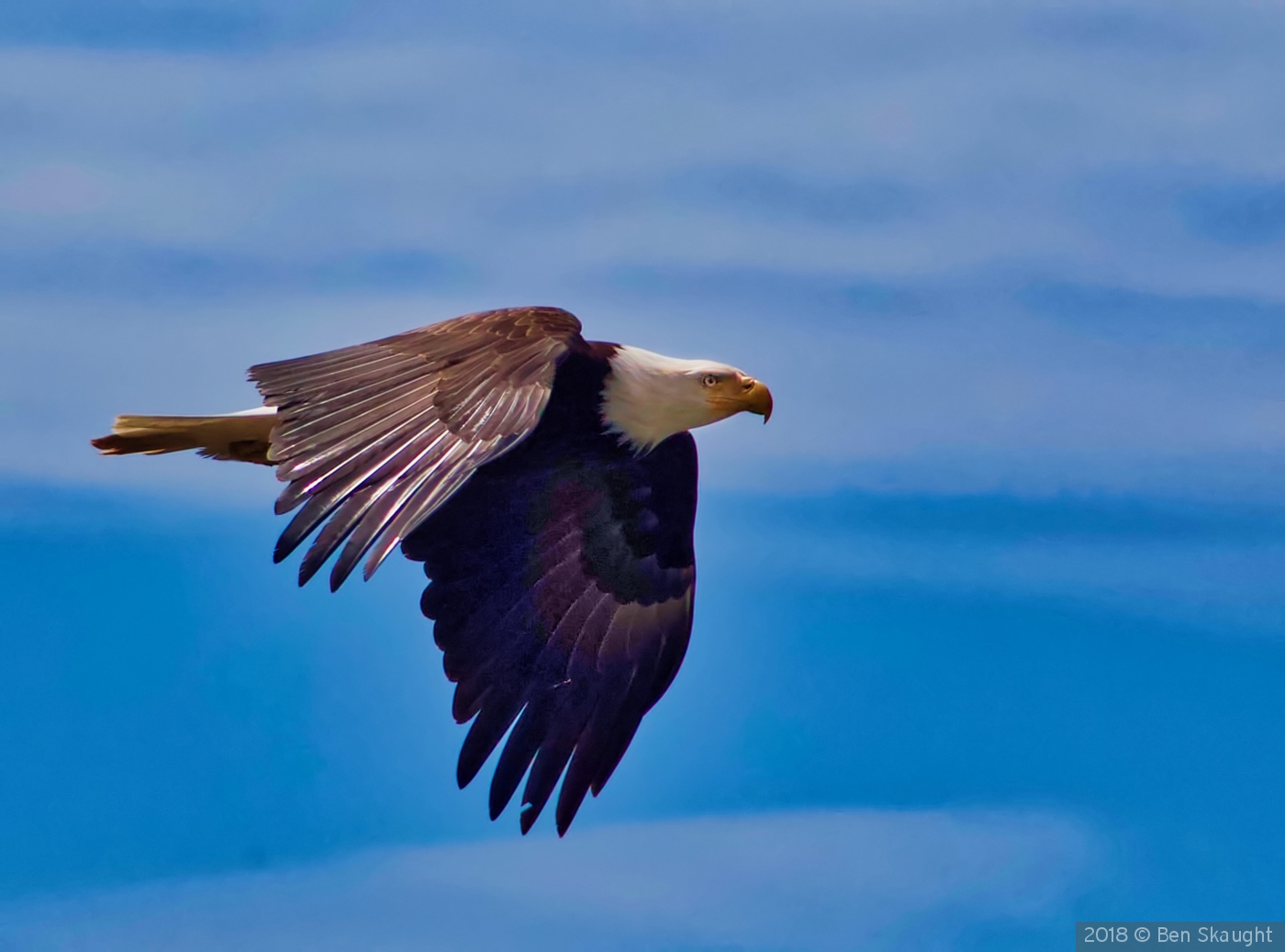 Soaring over the Pacific by Ben Skaught