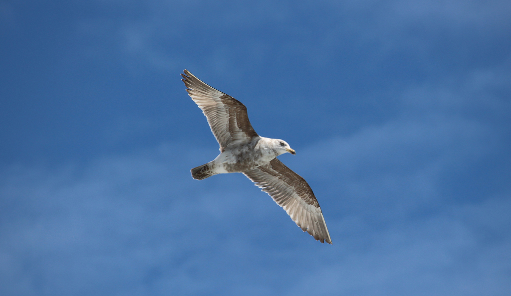 soaring by Harold Grimes