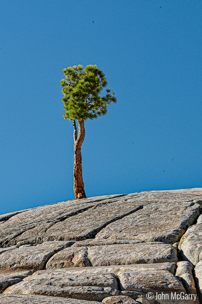 Solitary Tree by John McGarry