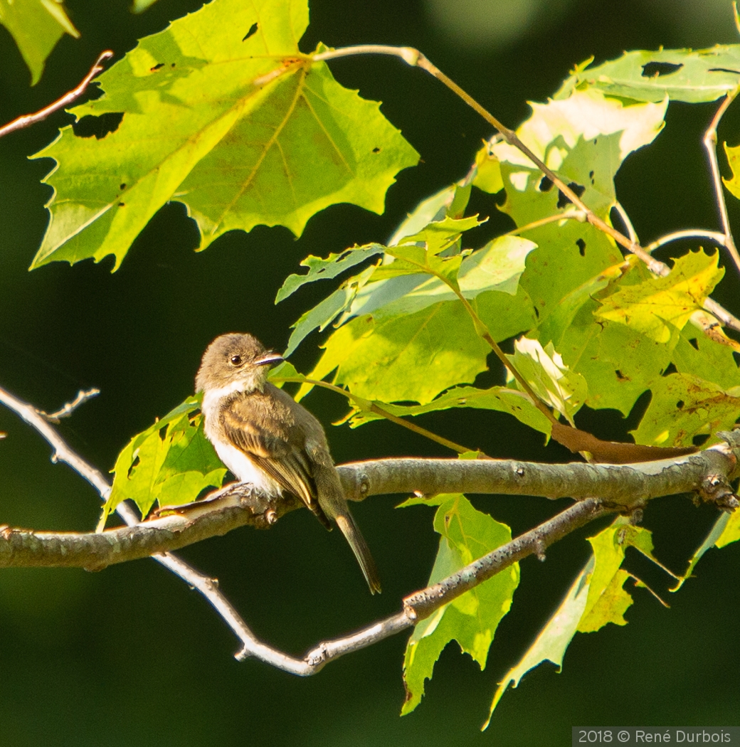 Sparrow on Maple Branch by René Durbois