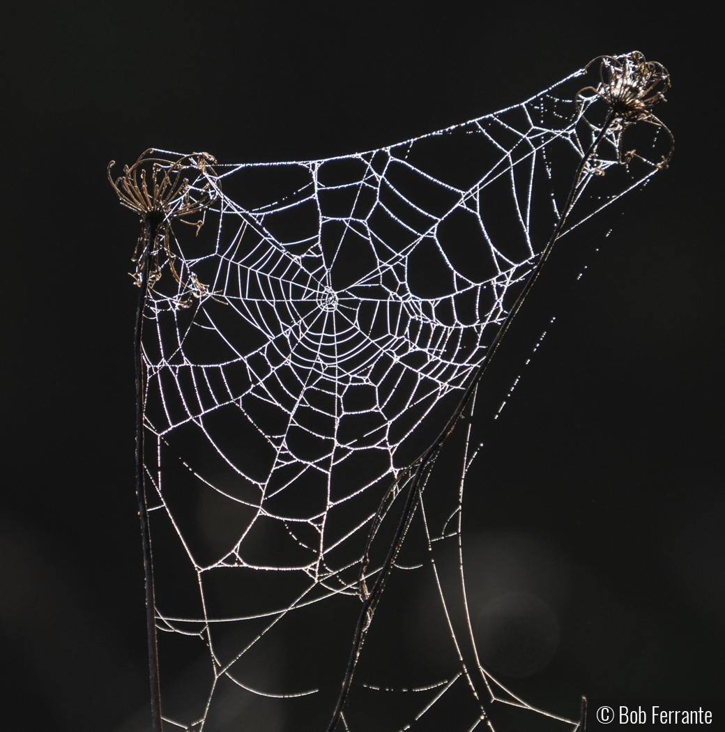 Spider Creativity by Bob Ferrante