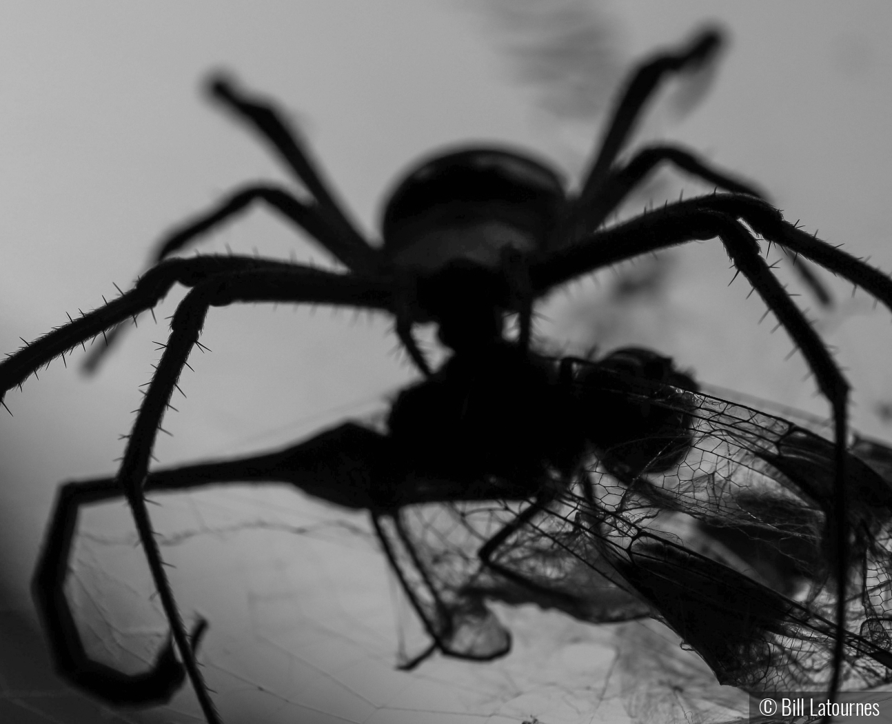 Spider With Dragonfly by Bill Latournes