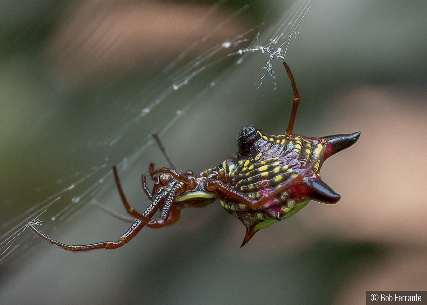 Spiny Orb Weaver by Bob Ferrante