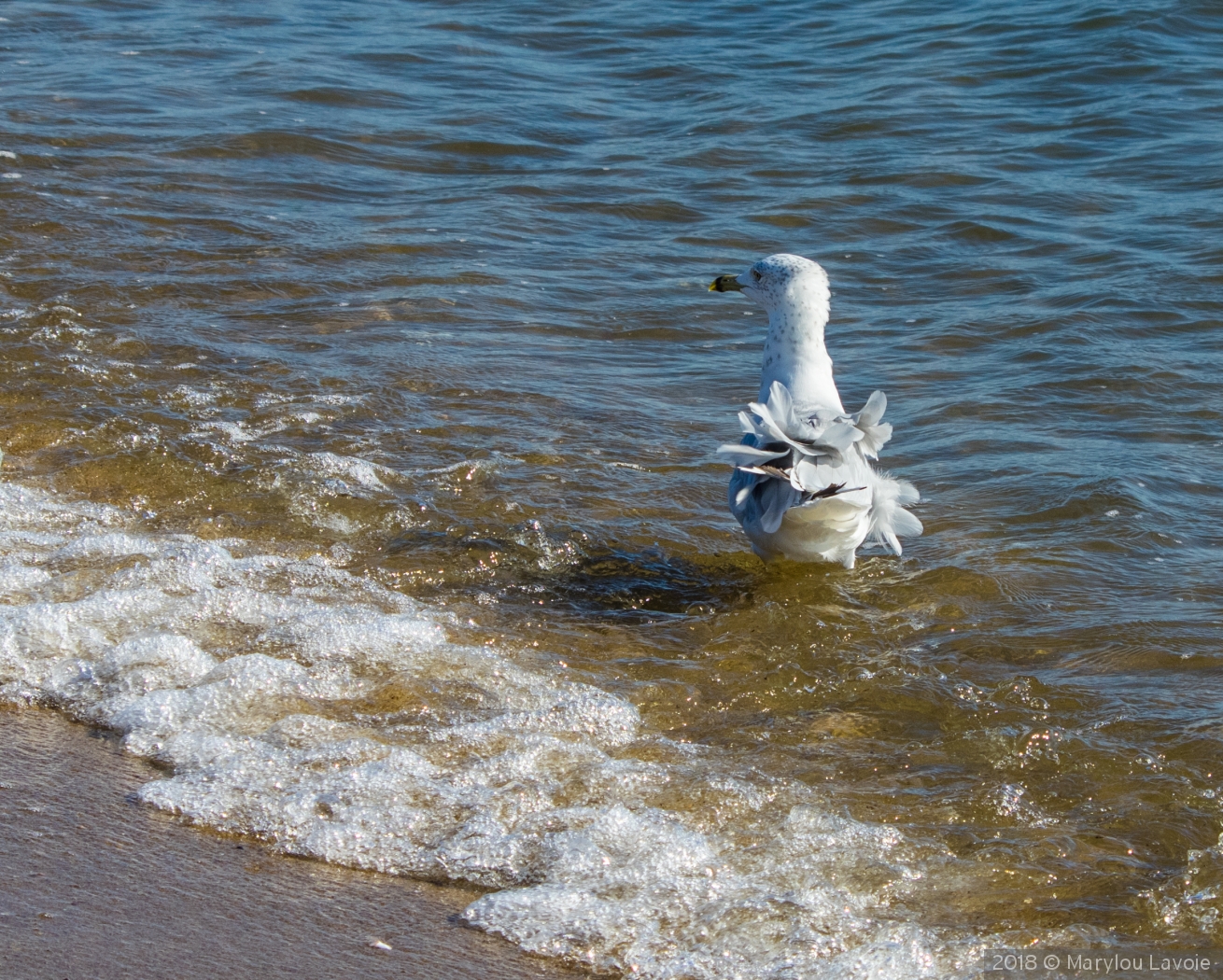 Splish Splash I Was Takin' A Bath by Marylou Lavoie