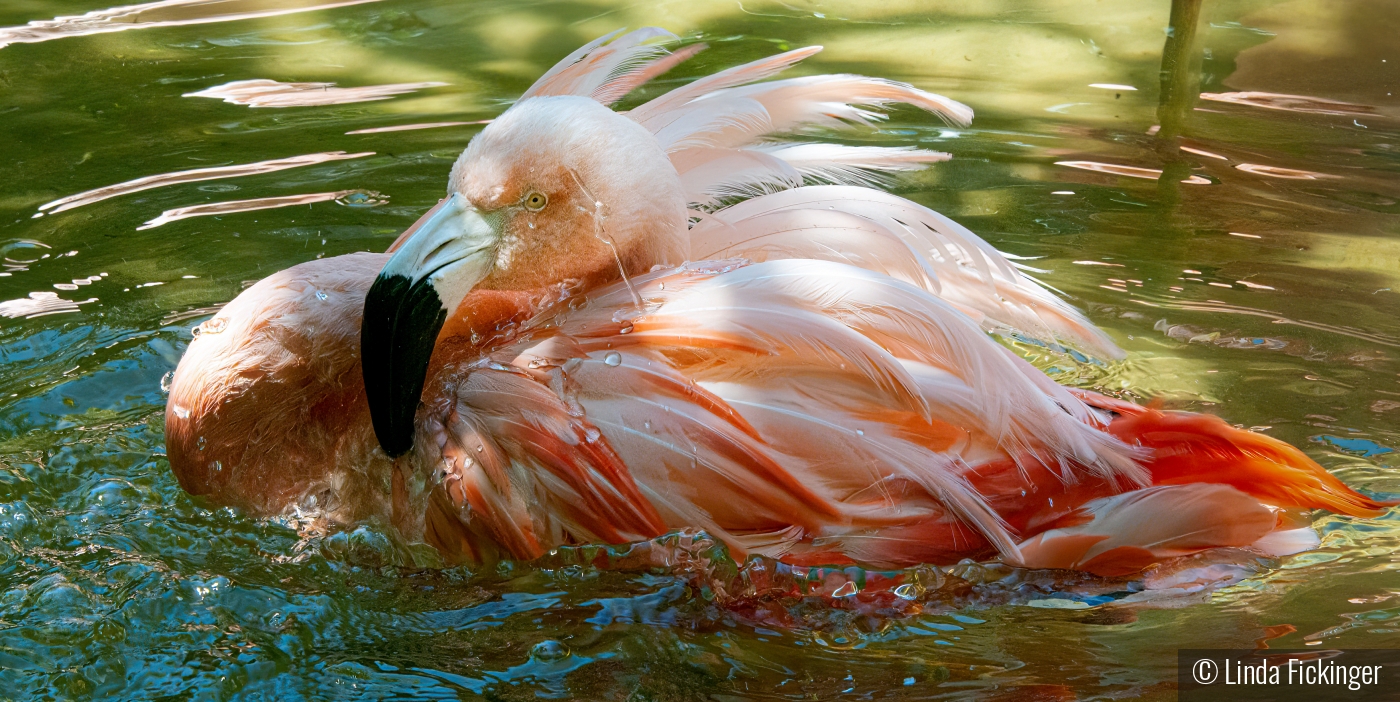 Splish Splash by Linda Fickinger