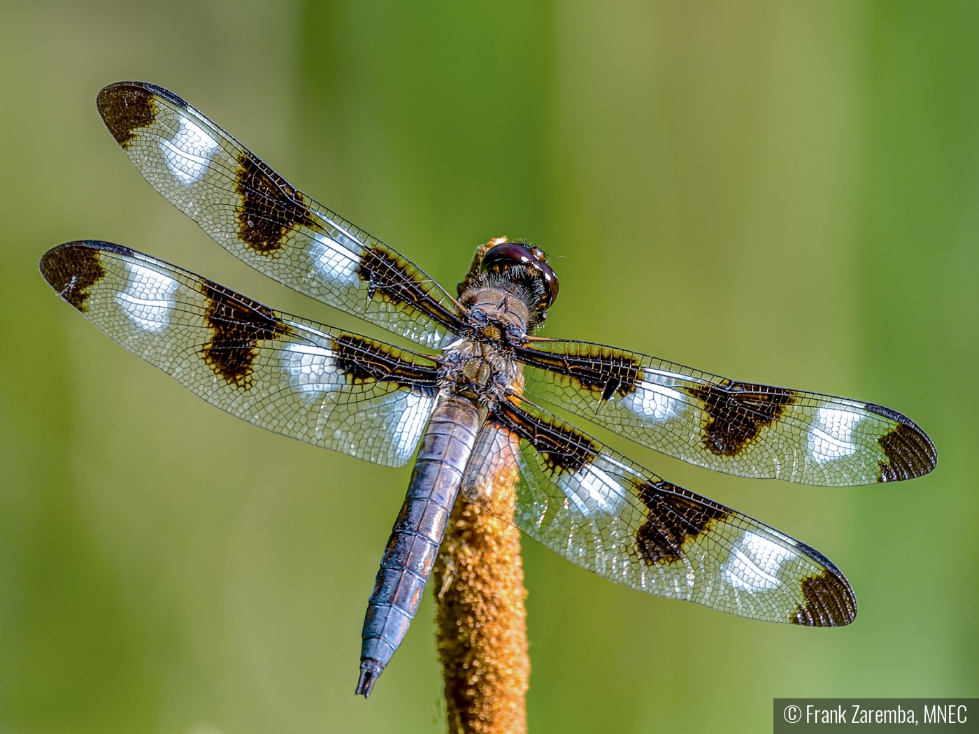 Spotted dragon fly on reed by Frank Zaremba, MNEC