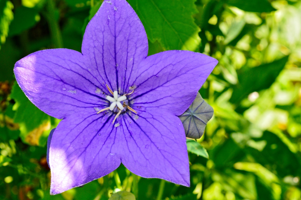 Spring Flower by Charles Hall