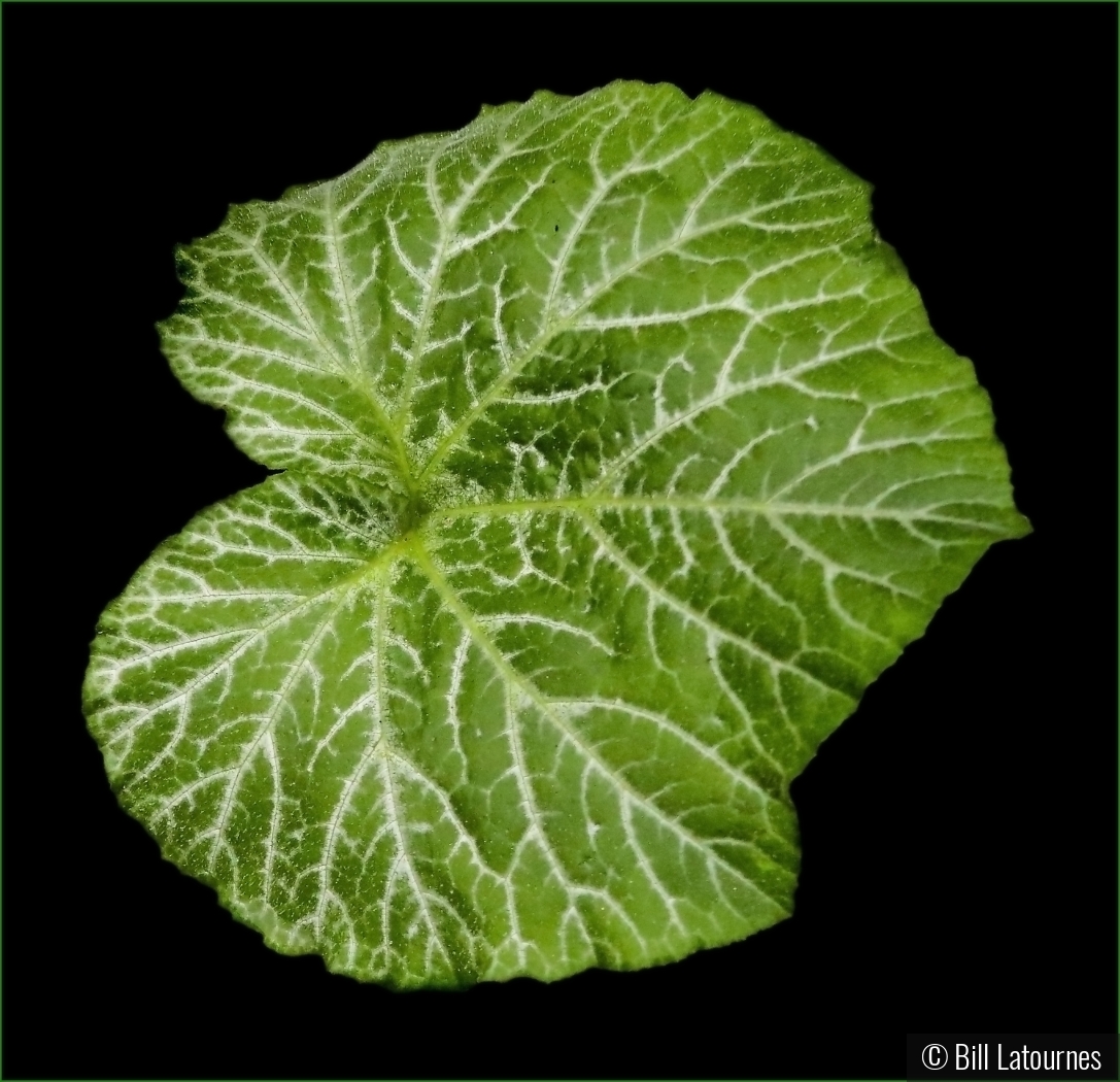 Squash Leaf by Bill Latournes