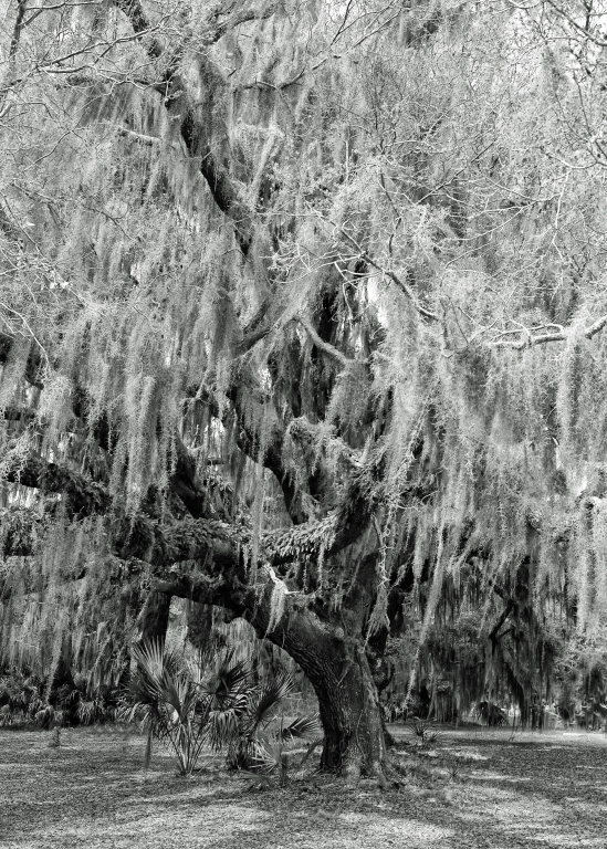 St Simon's Island Live Oak by Lou Norton