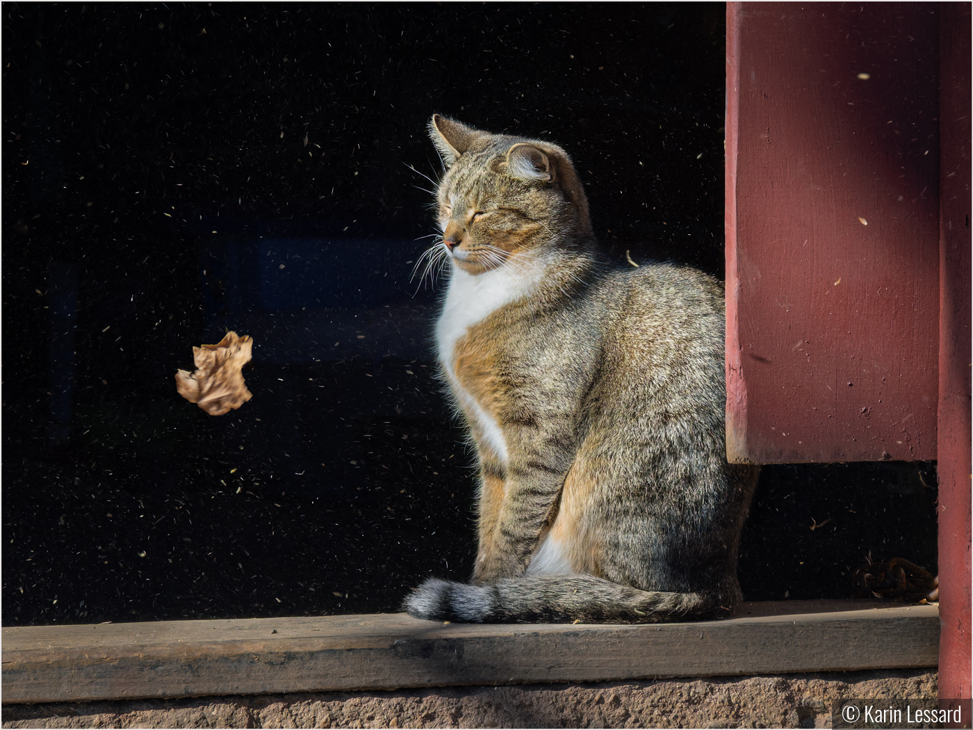 Stable Cat in a Wind Storm by Karin Lessard