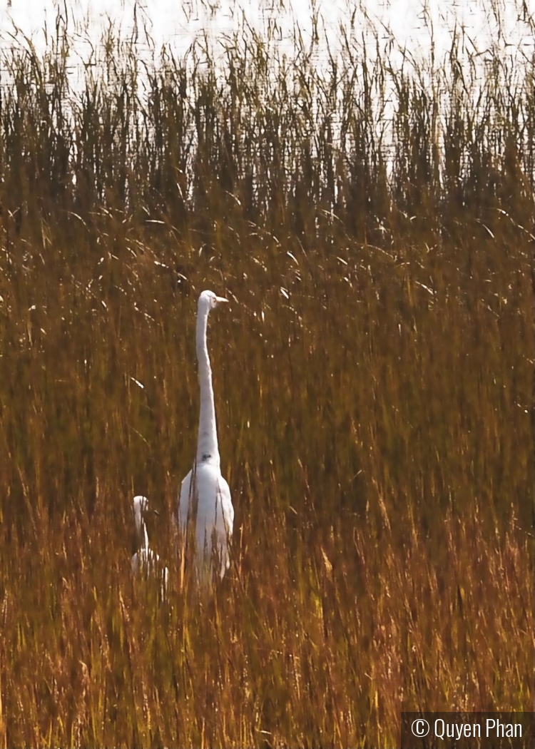 Stand by Me by Quyen Phan