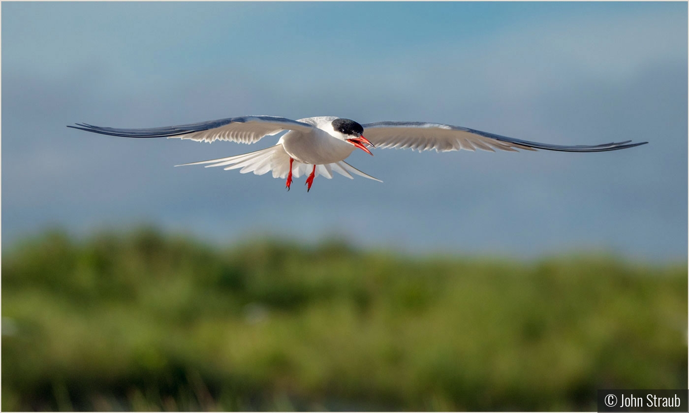 Stern Tern on Patrol by John Straub