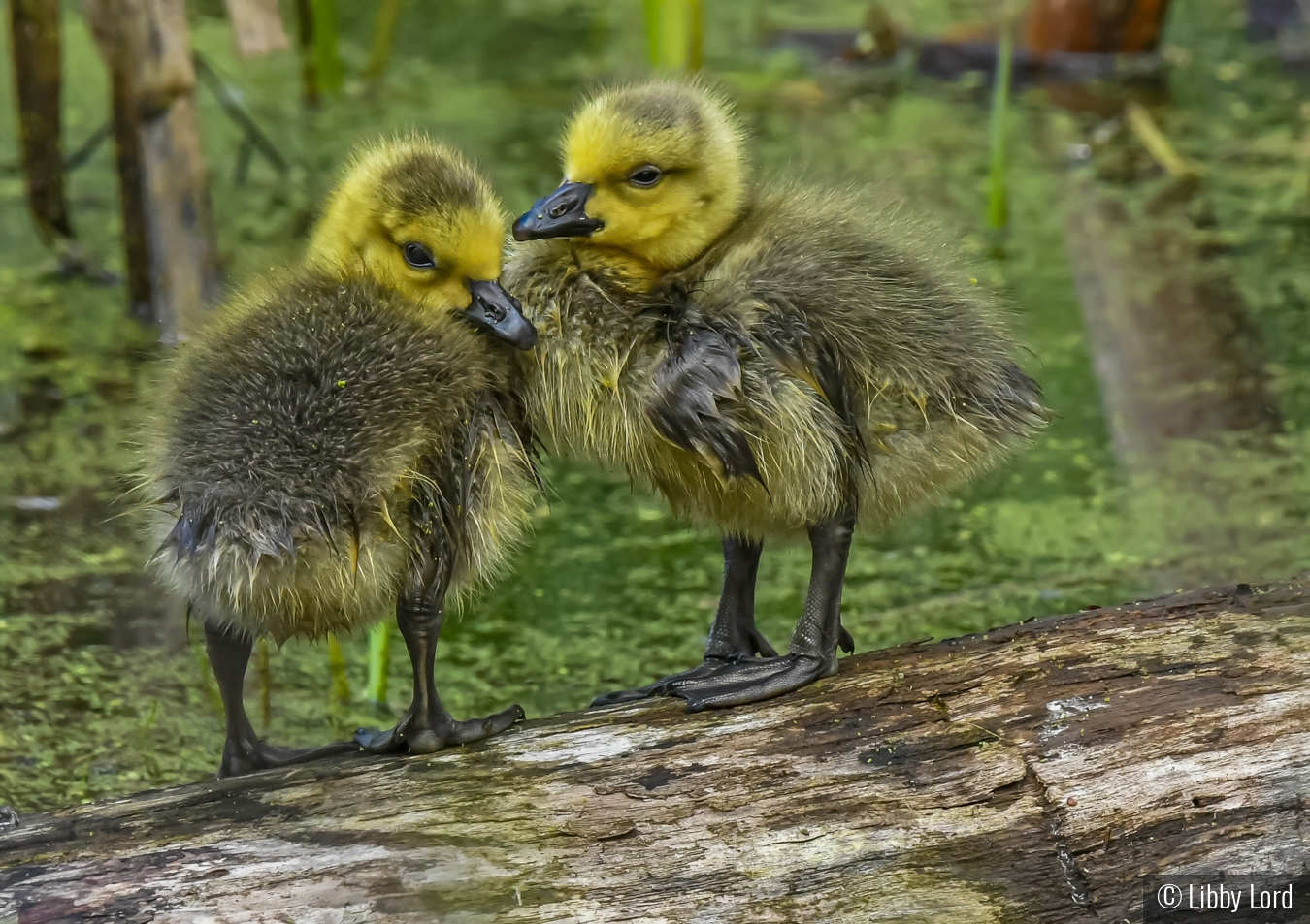 Sticking Together by Libby Lord