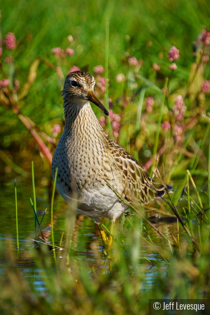 Stilt Sandpiper by Jeff Levesque