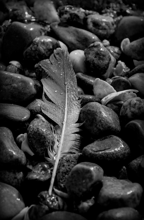 stranded feather by Ginny Thibodeau