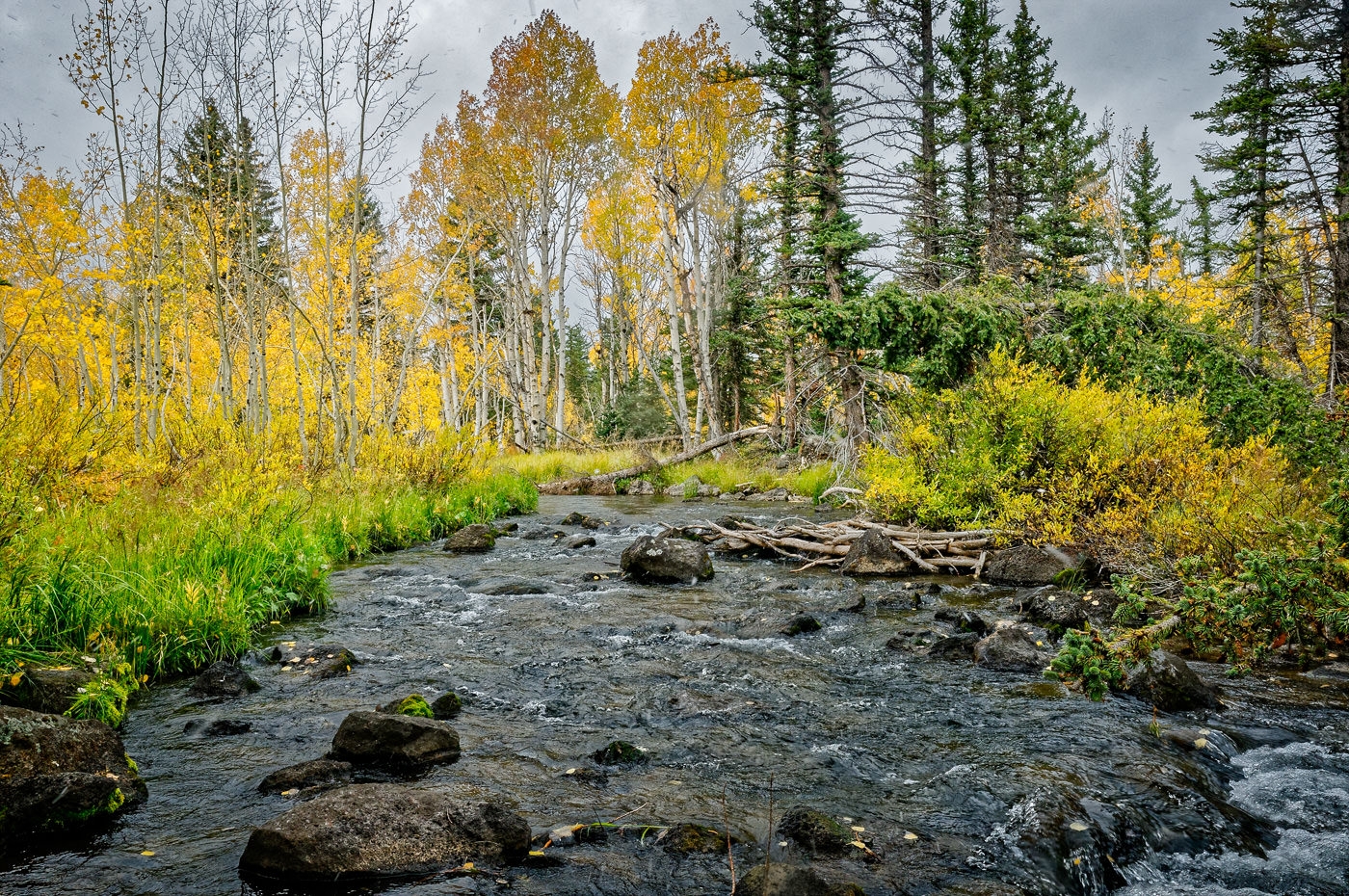 Stream and Aspens by John McGarry