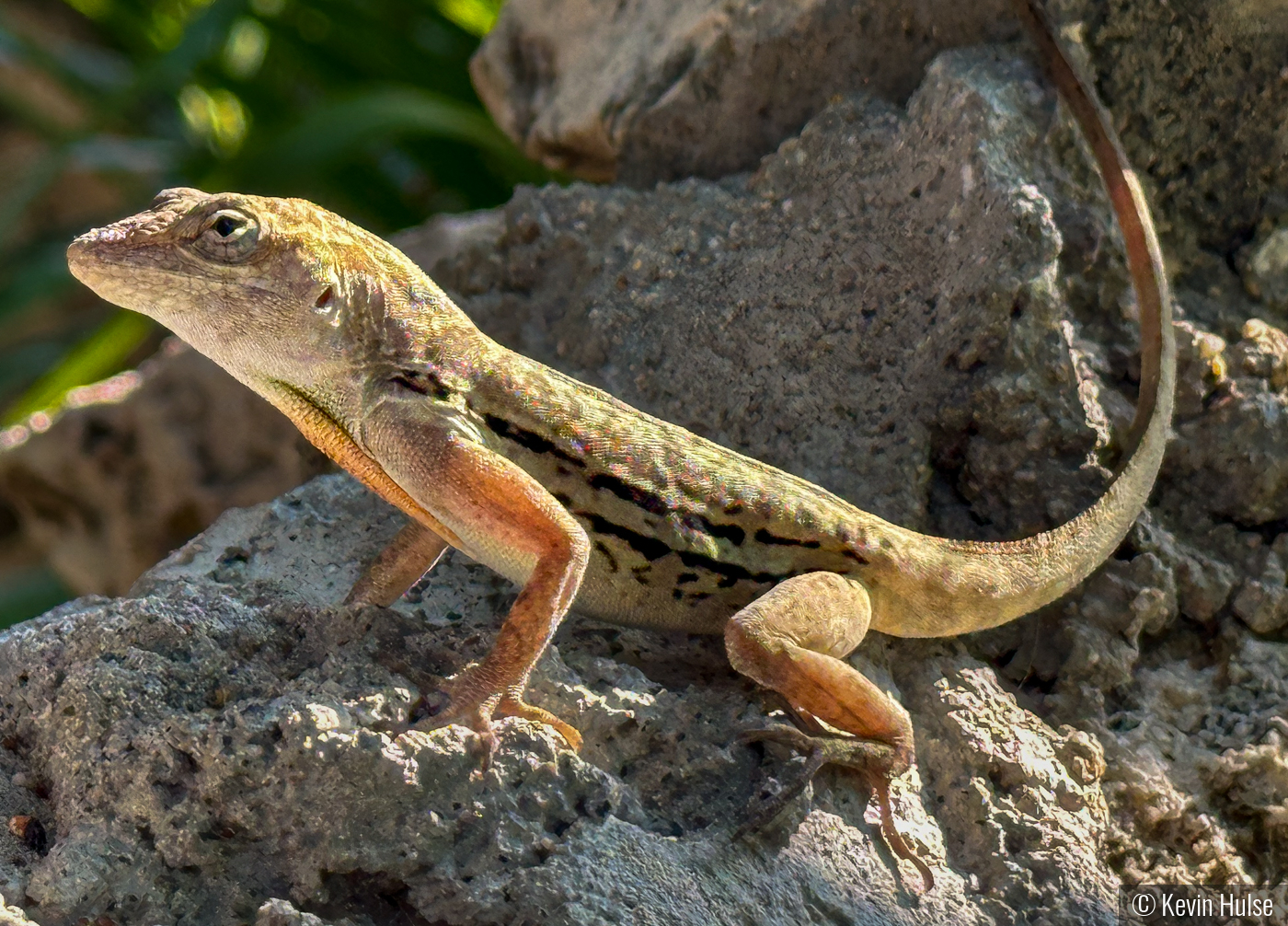 Striped Anole by Kevin Hulse