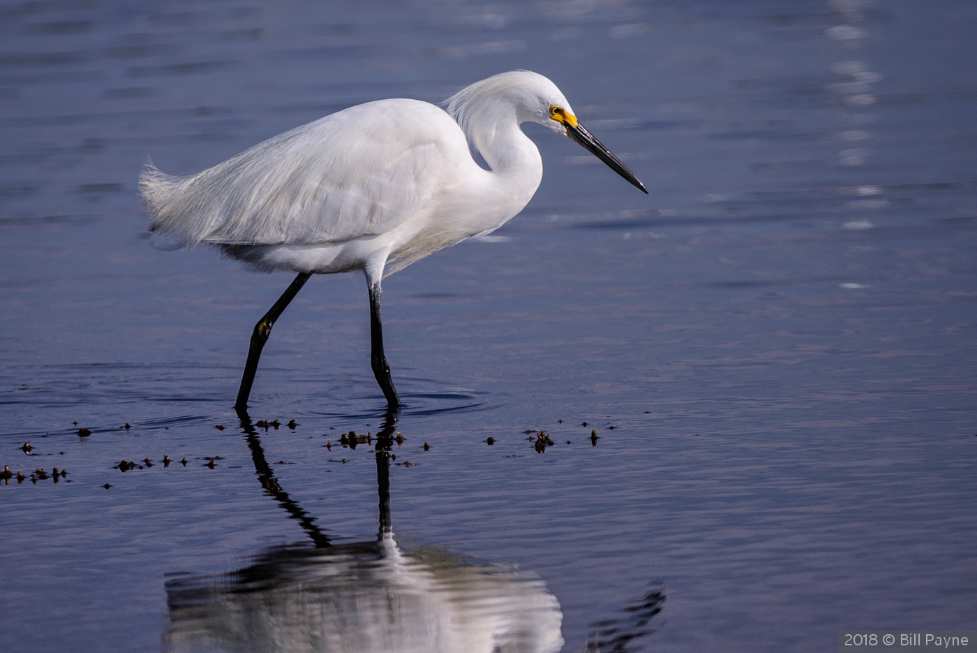 Strutting by Bill Payne