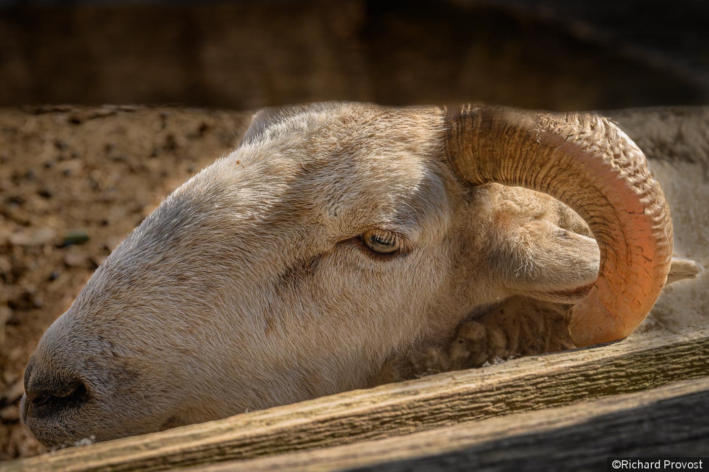 subtle stare by Richard Provost