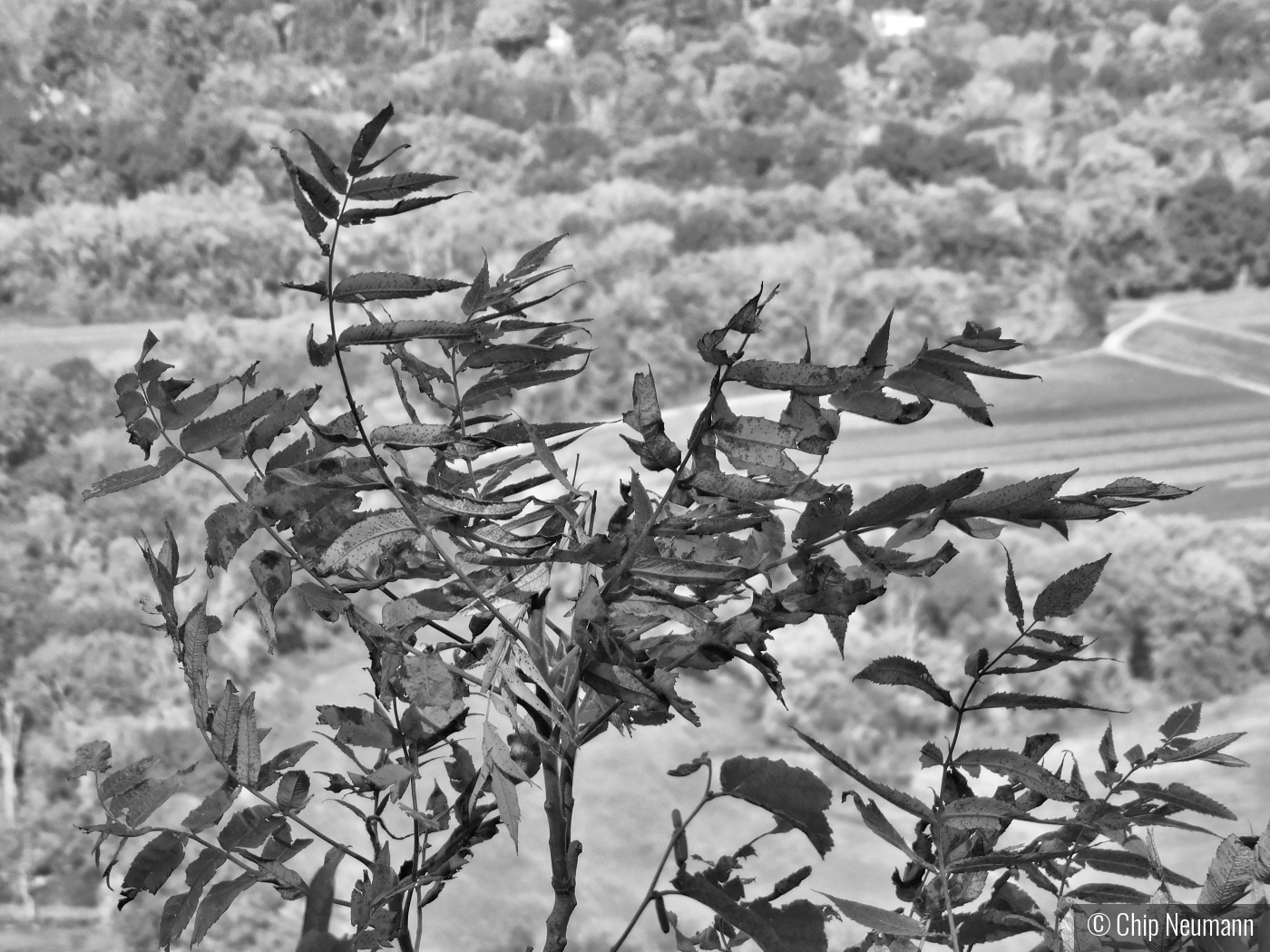 Sumac Tree in Talcott Mountain by Chip Neumann