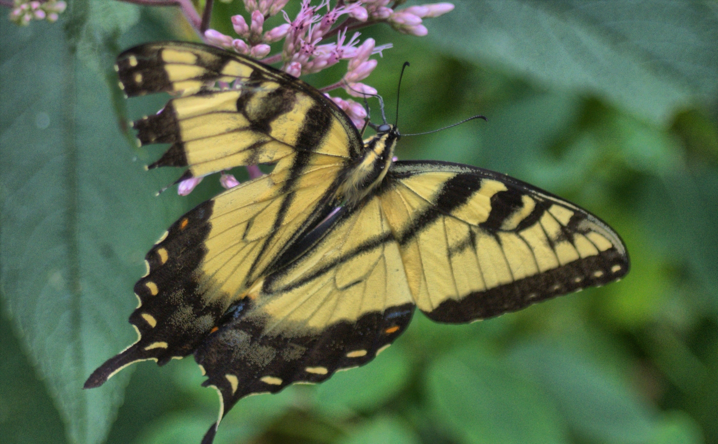 Summer Visitor by Charles Hall