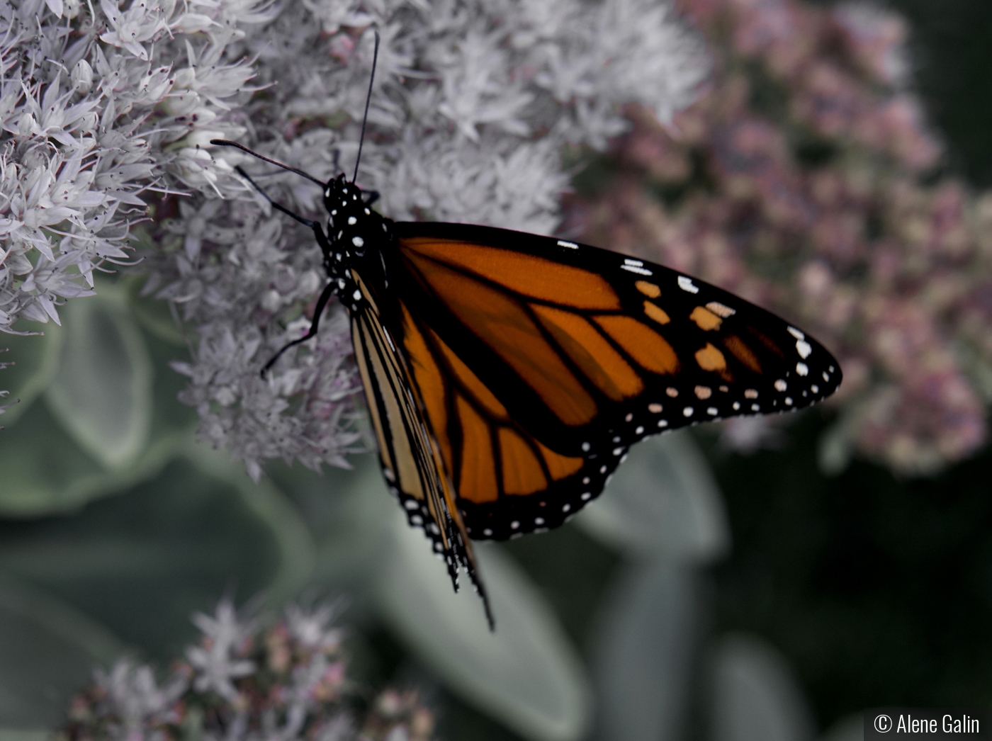 Summertime Butterfly by Alene Galin