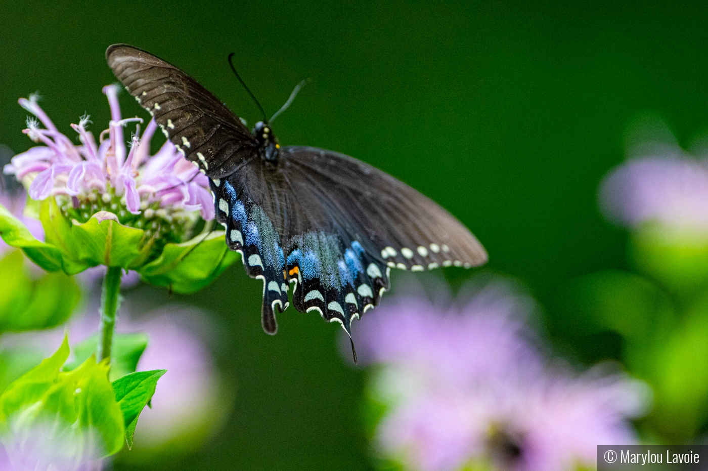 Summertime by Marylou Lavoie