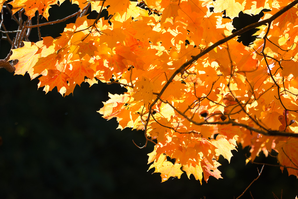 Sun kissed leaves !!! by Aadarsh Gopalakrishna