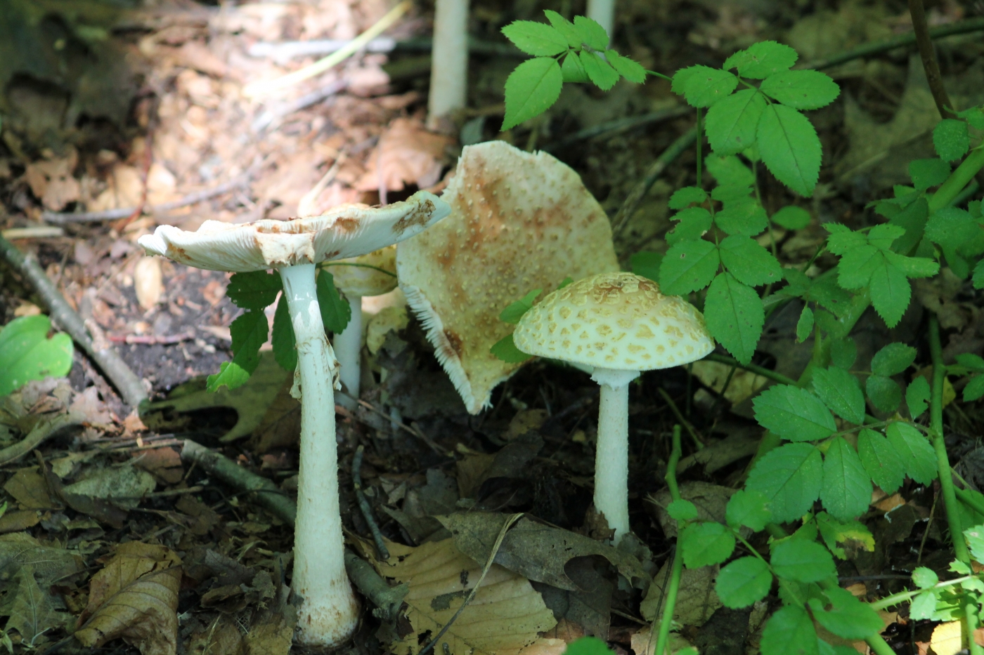 Sun Light on Mushrooms by James Haney