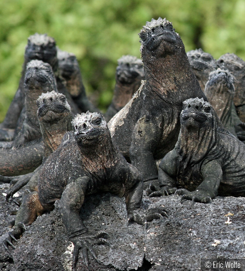 Sun Worshipping Rock Zombies by Eric Wolfe