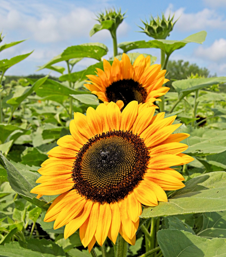 Sunflowers in Bloom by Charles Hall