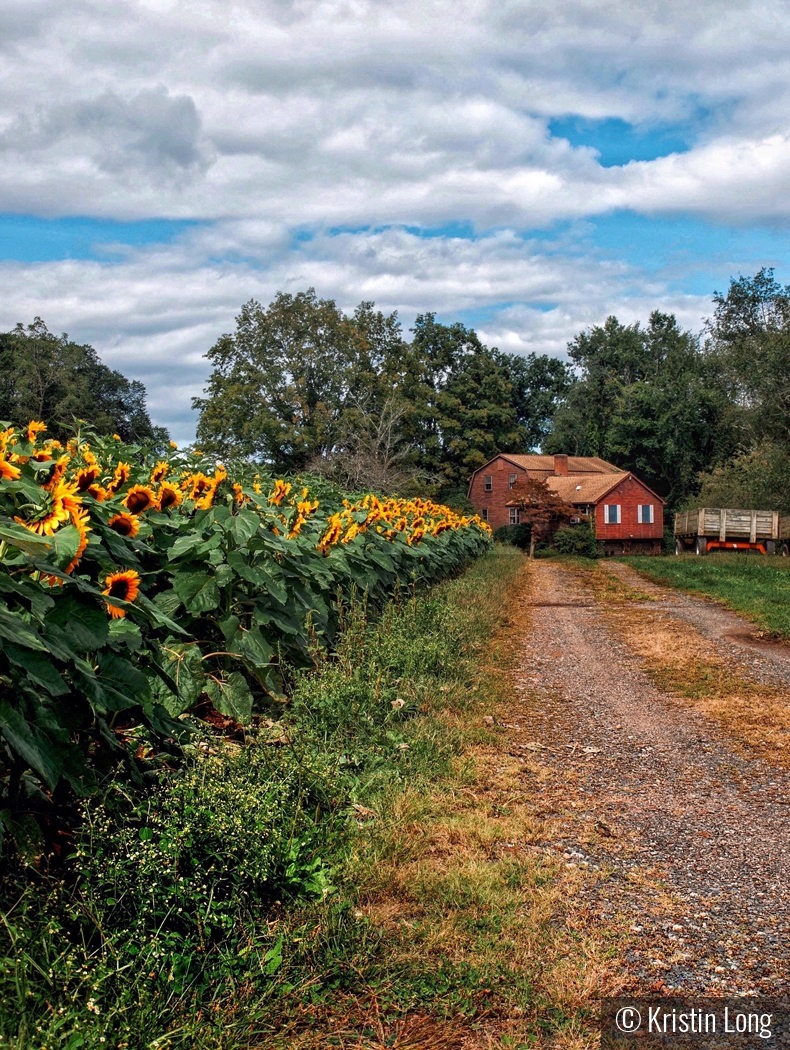 Sunflowers by Kristin Long