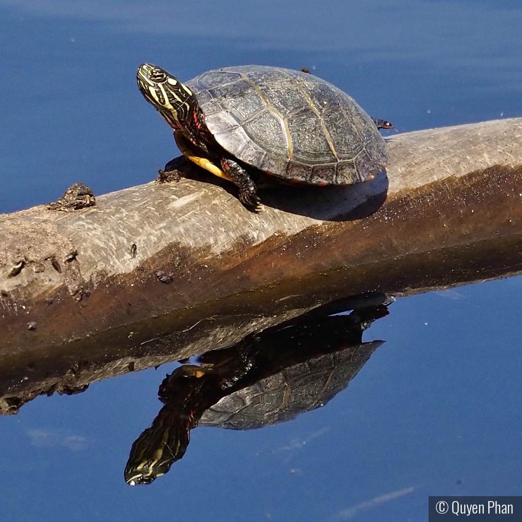 Sunny Reflection by Quyen Phan