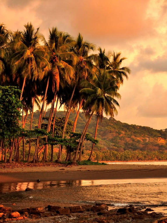 Sunset Palms - Photo by Ed Raymond