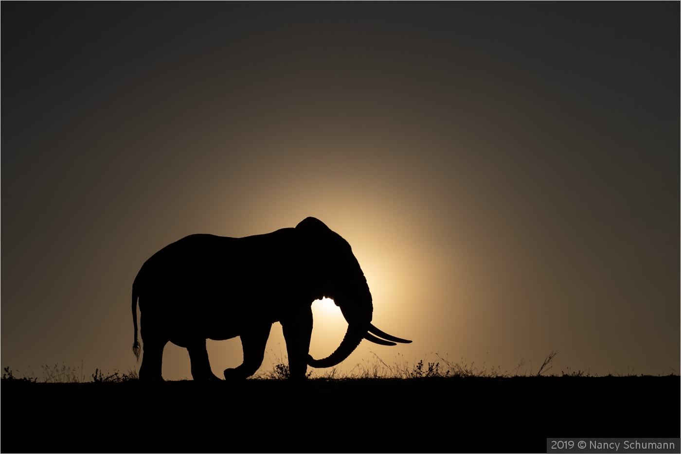 Sunset Stroll by Nancy Schumann