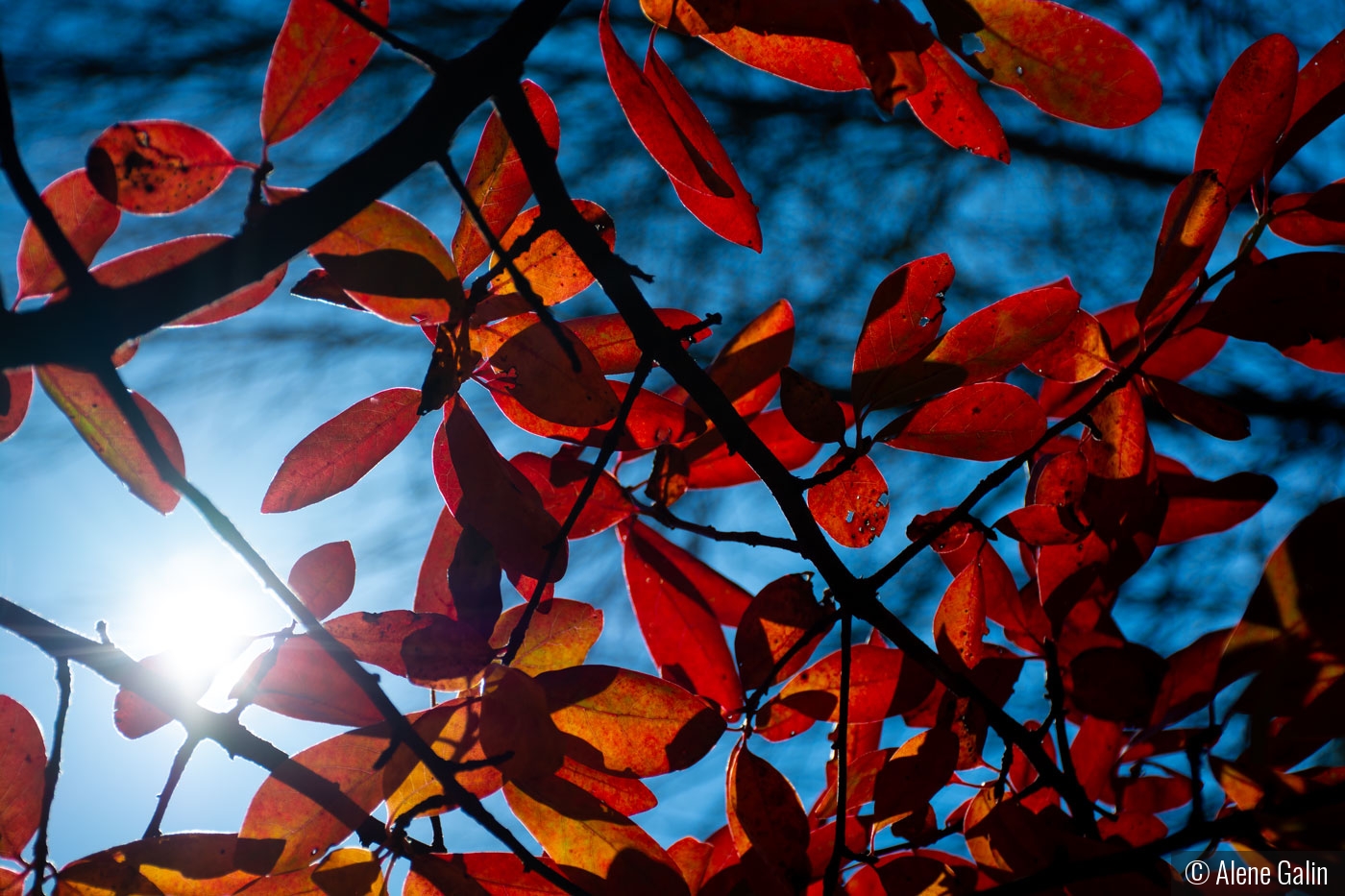 Sunshine on Fall Leaves by Alene Galin