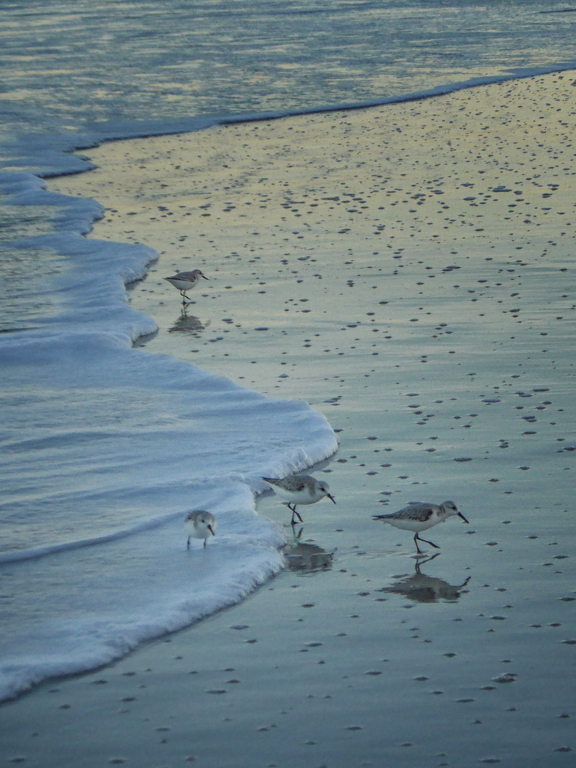 Surf Dining at Dusk by Donna JW Griffiths