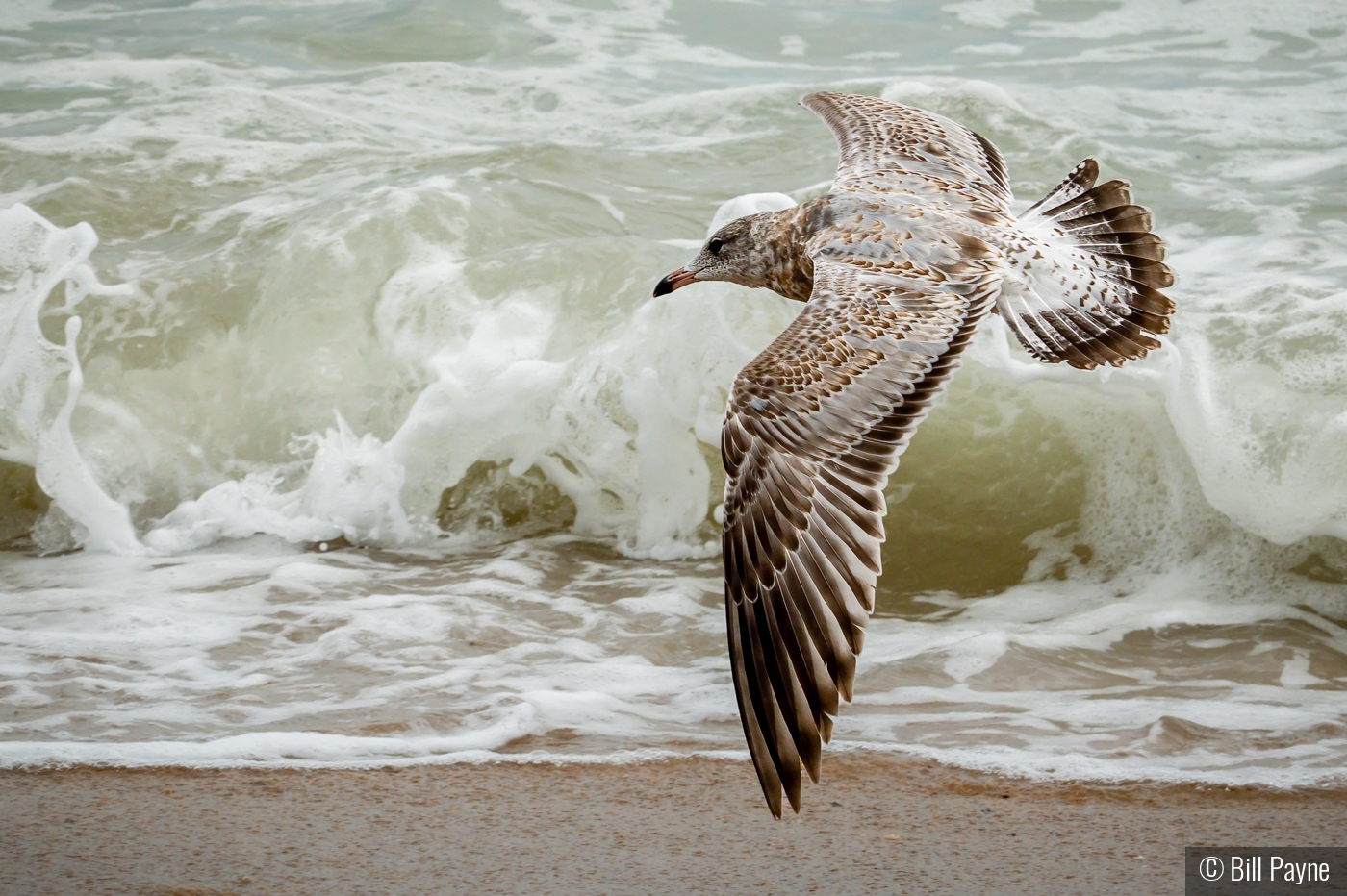 Surf Side by Bill Payne