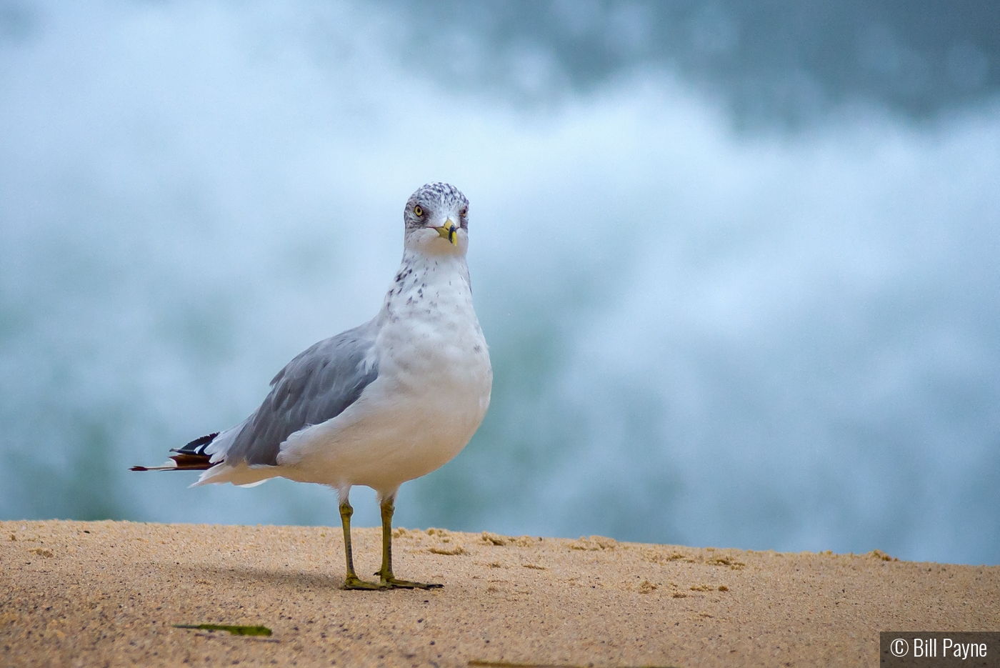 Surf's Up,  Where Is My Board? by Bill Payne