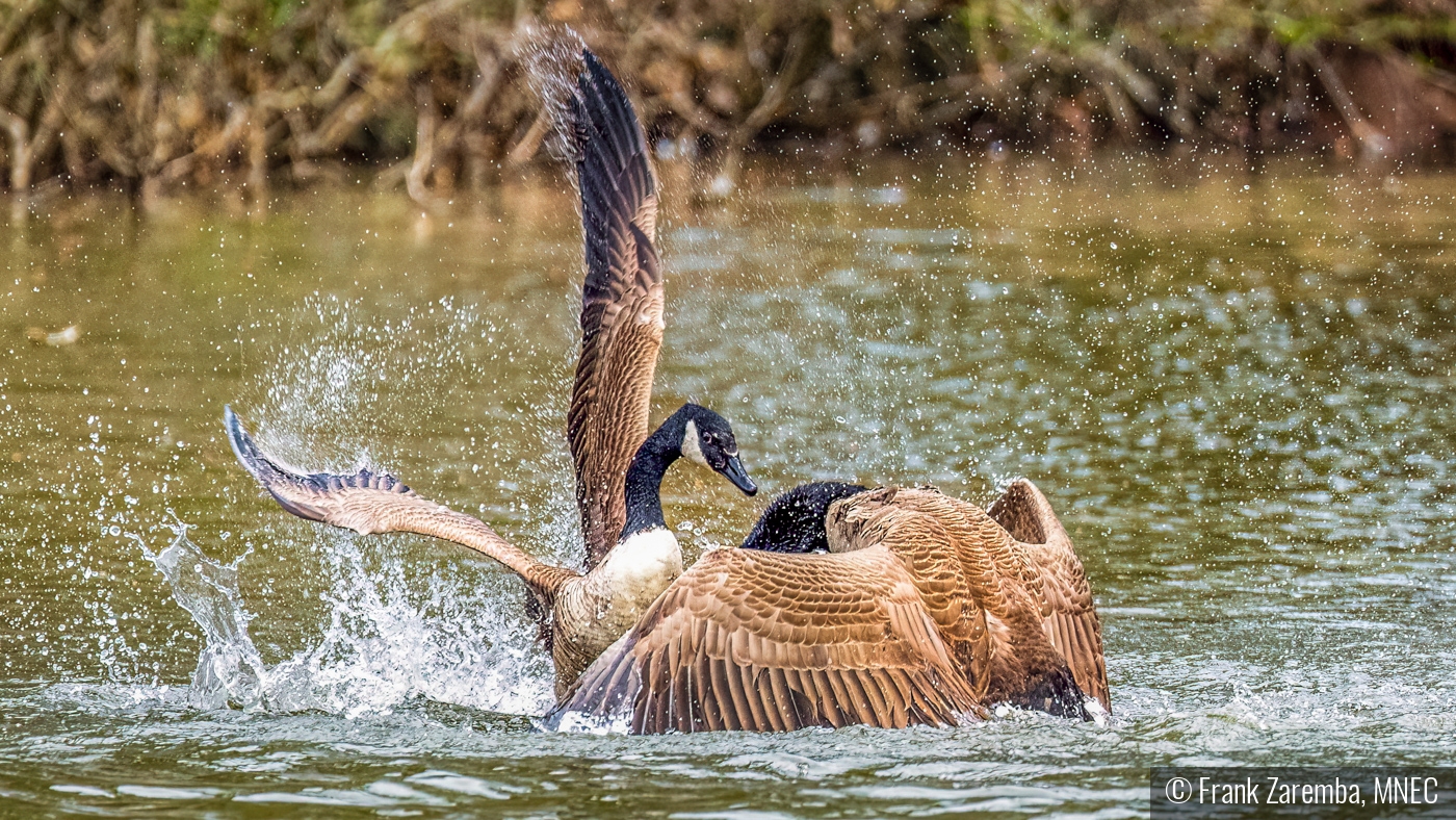 Surrendering to the victory by Frank Zaremba, MNEC