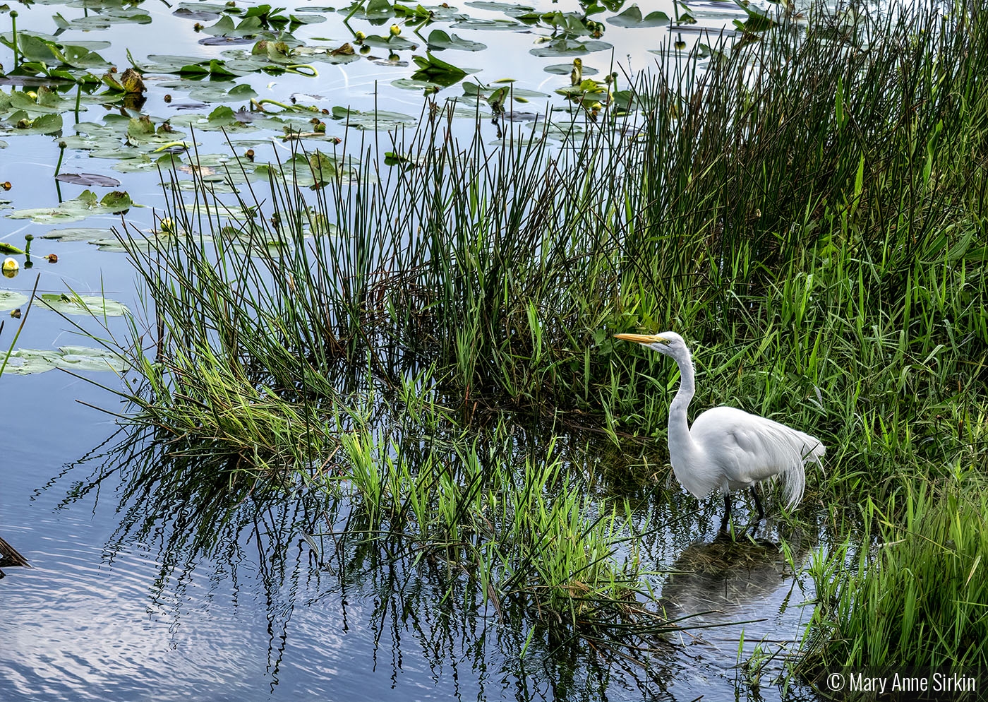 Surveying my domain by Mary Anne Sirkin