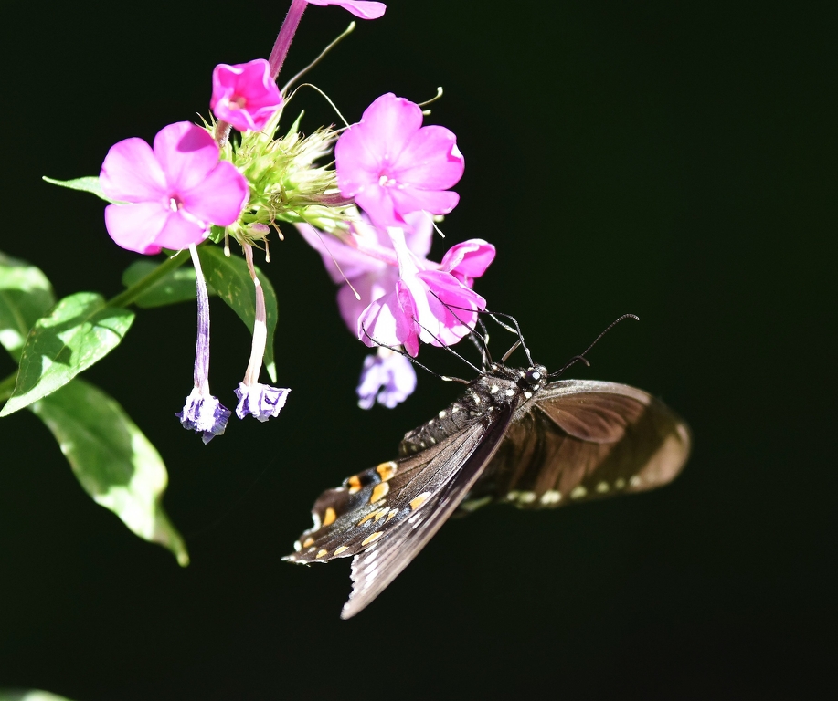   Swallowtail visitor for dinner by Kristen Anderson