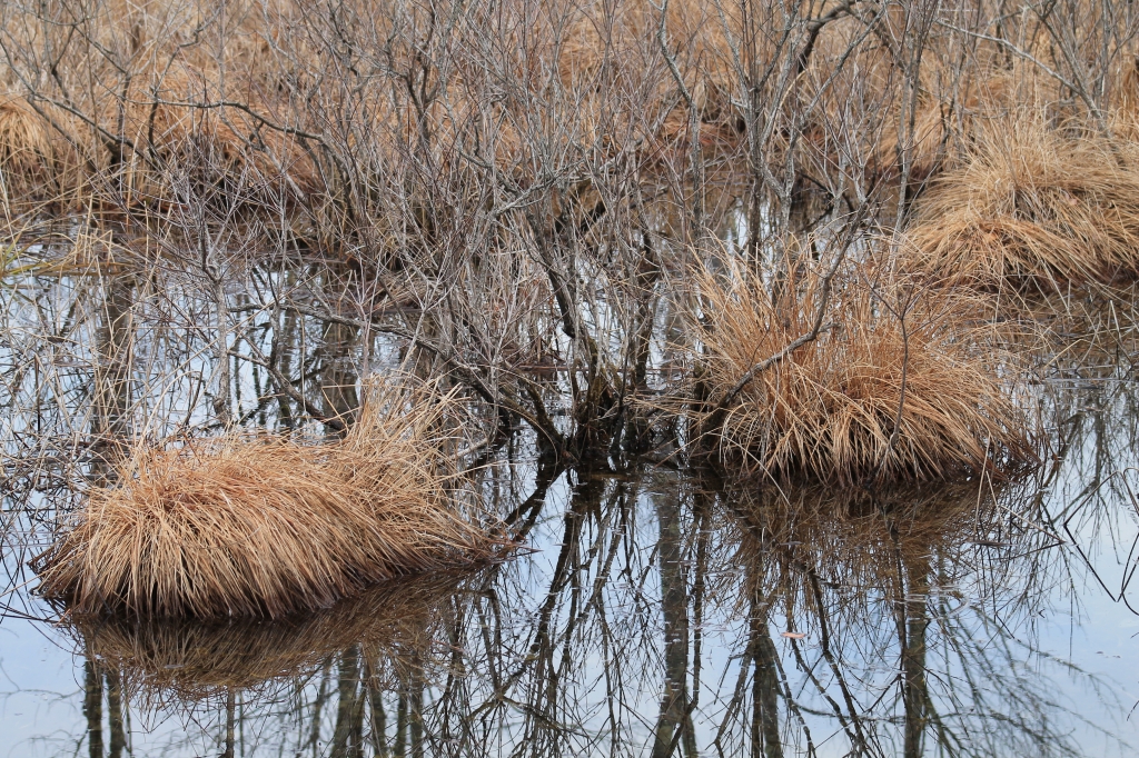 Swamp Grass by James Haney